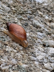 Succineidae