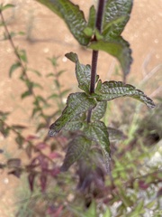 Brickellia cylindracea