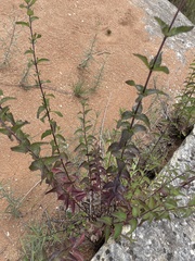 Brickellia cylindracea