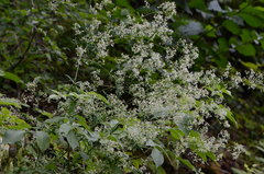 Galium sylvaticum