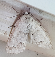 Acronicta innotata