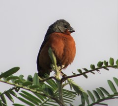 Sporophila minuta