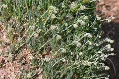 Artemisia pattersonii