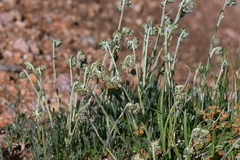 Artemisia pattersonii