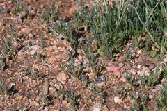 Artemisia pattersonii