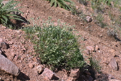 Artemisia pattersonii