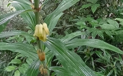 Polygonatum stenophyllum