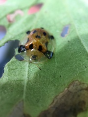 Aspidimorpha punctum