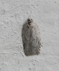 Acleris kochiella