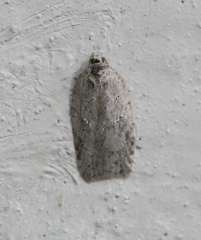 Acleris kochiella