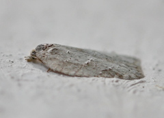 Acleris kochiella
