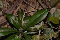 Eupomatia bennettii