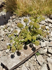 Xatardia scabra
