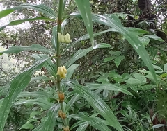 Polygonatum stenophyllum