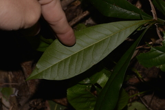 Eupomatia bennettii