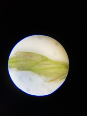 Carex debilis rudgei