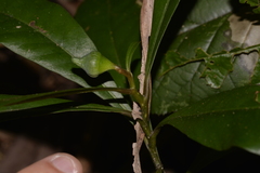 Eupomatia bennettii