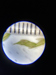 Carex debilis rudgei