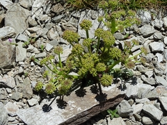 Xatardia scabra