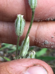 Silene involucrata tenella