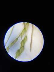 Carex debilis rudgei