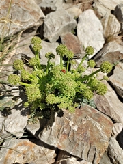 Xatardia scabra