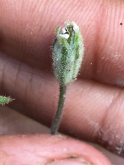 Silene involucrata tenella