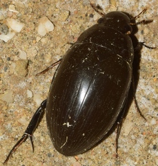 Hydrophilus pistaceus