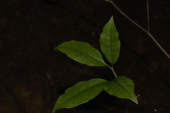 Tabernaemontana pandacaqui