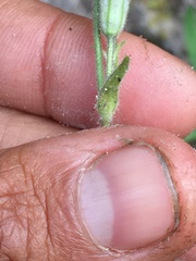 Silene involucrata tenella