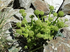 Xatardia scabra