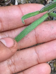Silene involucrata tenella