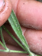 Silene involucrata tenella