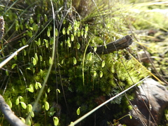 Bryum canariense