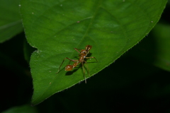 Myrmarachne assimilis