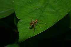 Myrmarachne assimilis