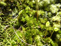 Bryum canariense