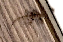 Hemidactylus flaviviridis