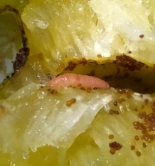 Grapholita funebrana