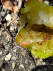 Grapholita funebrana