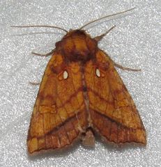 Papaipema leucostigma