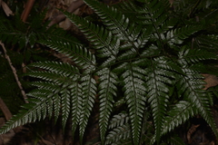 Arachniodes aristata