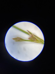 Juncus brachycephalus