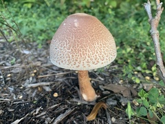 Leucoagaricus americanus