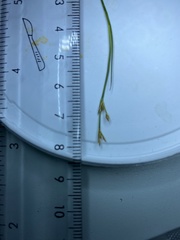 Juncus brachycephalus