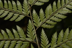 Arachniodes aristata