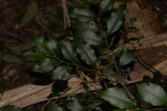 Diospyros pentamera