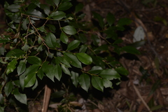Diospyros pentamera
