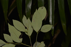 Diospyros pentamera