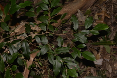 Diospyros pentamera